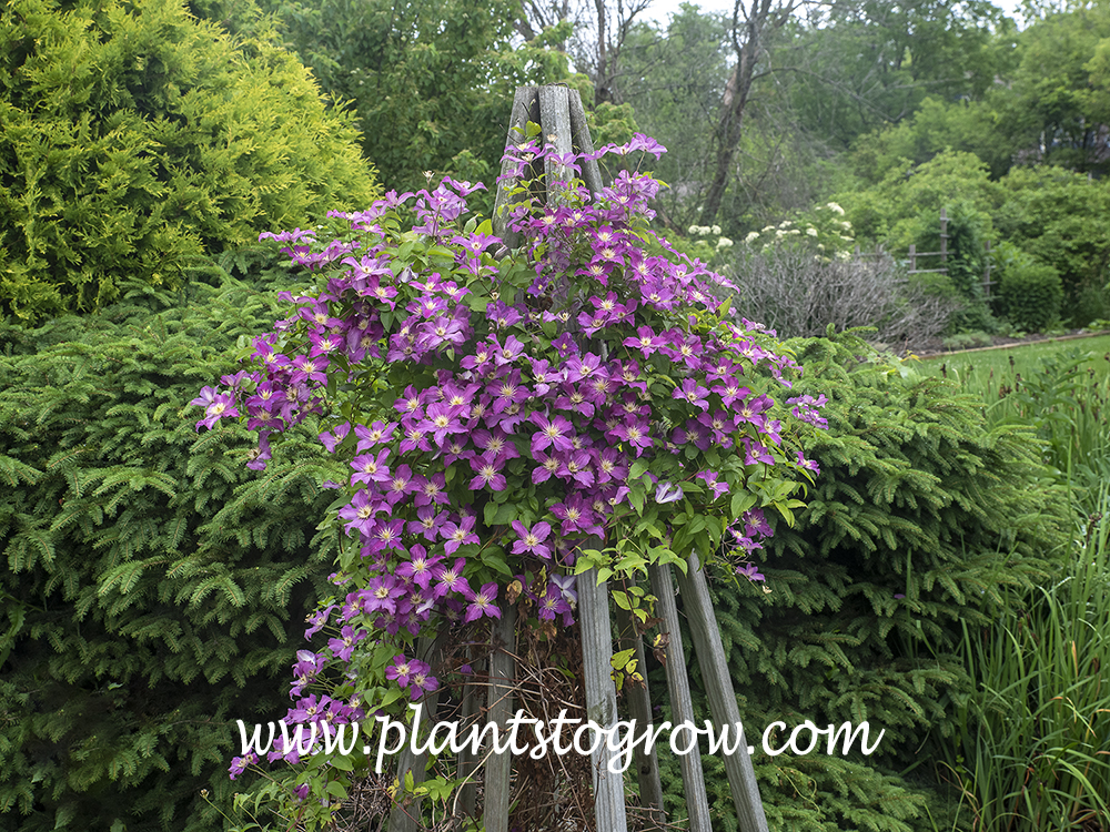 Clematis 'Jolly Good'
Heavily blooming during the summer of 2021.  We were in a drought situation this summer.